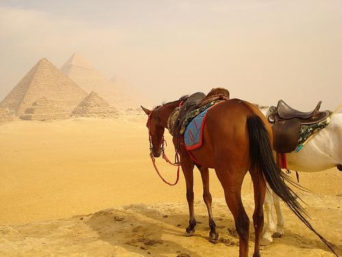 Horse Riding at Pyramids Area
